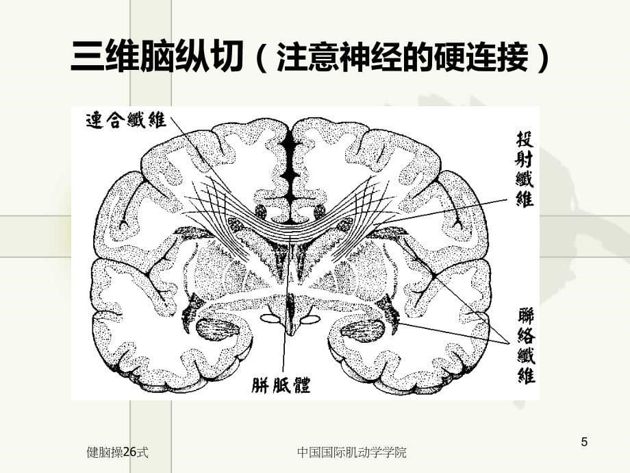 健脑操26式ppt课件_第5页