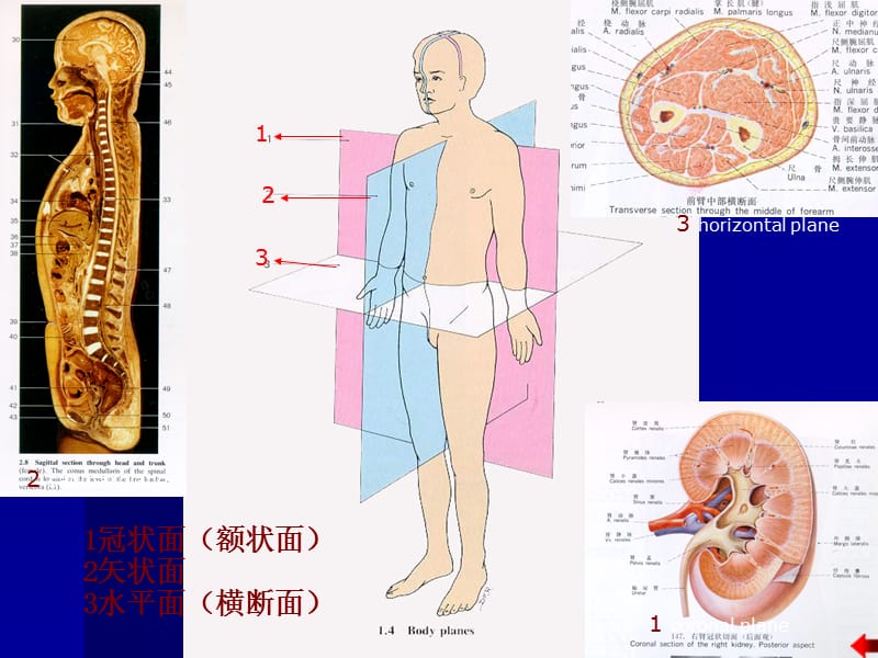 绪论、运动系统、神经系统ppt课件_第3页