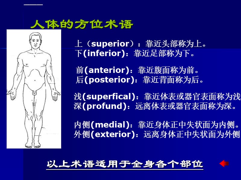 绪论、运动系统、神经系统ppt课件_第5页