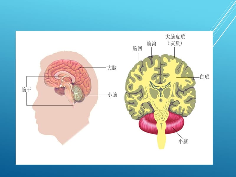 苏科初中生物八上《6.16.1 人体的神经调节》PPT课件 (8)_第2页