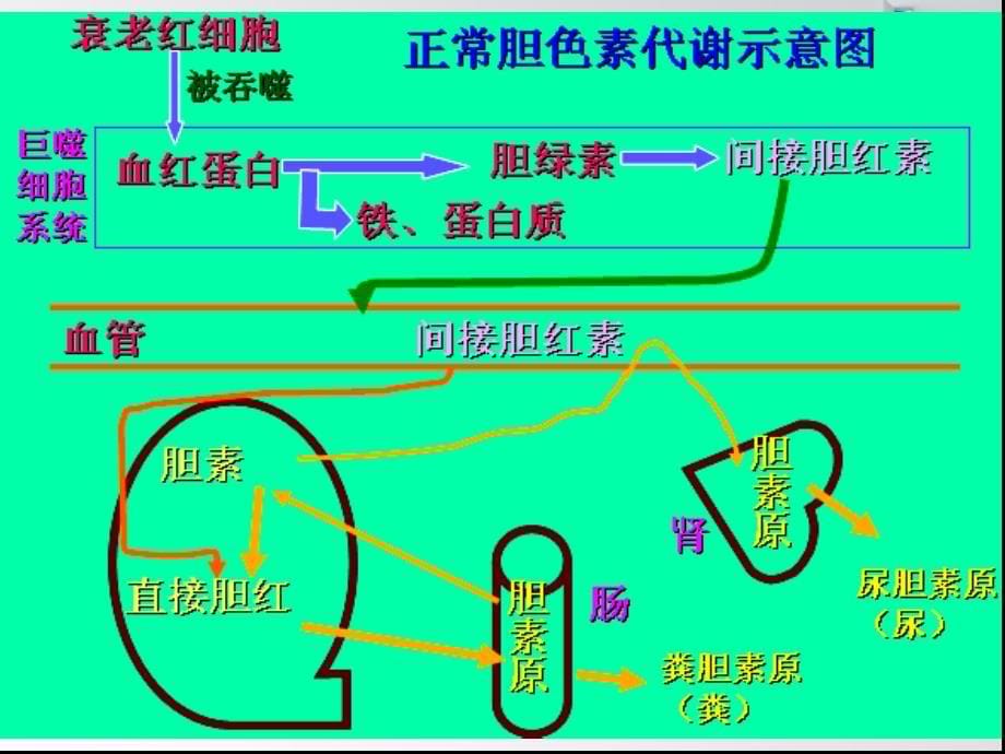 黄疸原因鉴别诊断实验【研究材料】_第5页