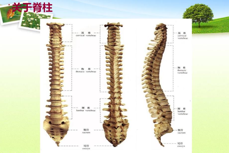 腰椎间盘突出症完整版PPT1230_第3页