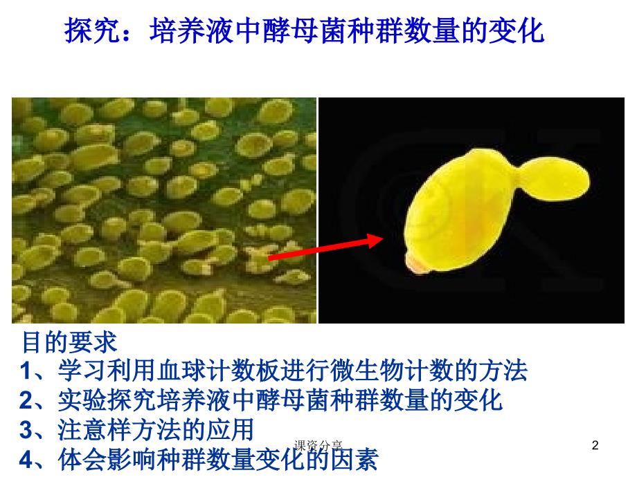 培养液中酵母菌种群数量的变化【课资内容】_第2页