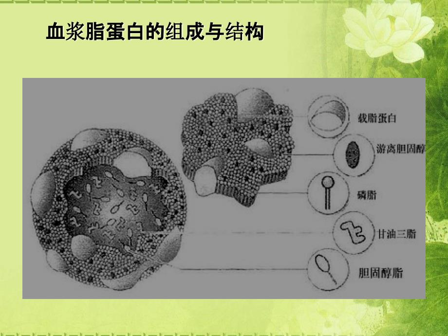 血脂检测方法及临床意义PPT课件123_第3页