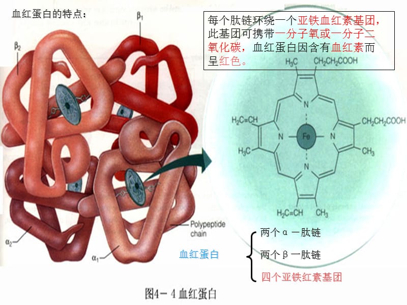 血红蛋白的提取与分离PPT课件123_第5页