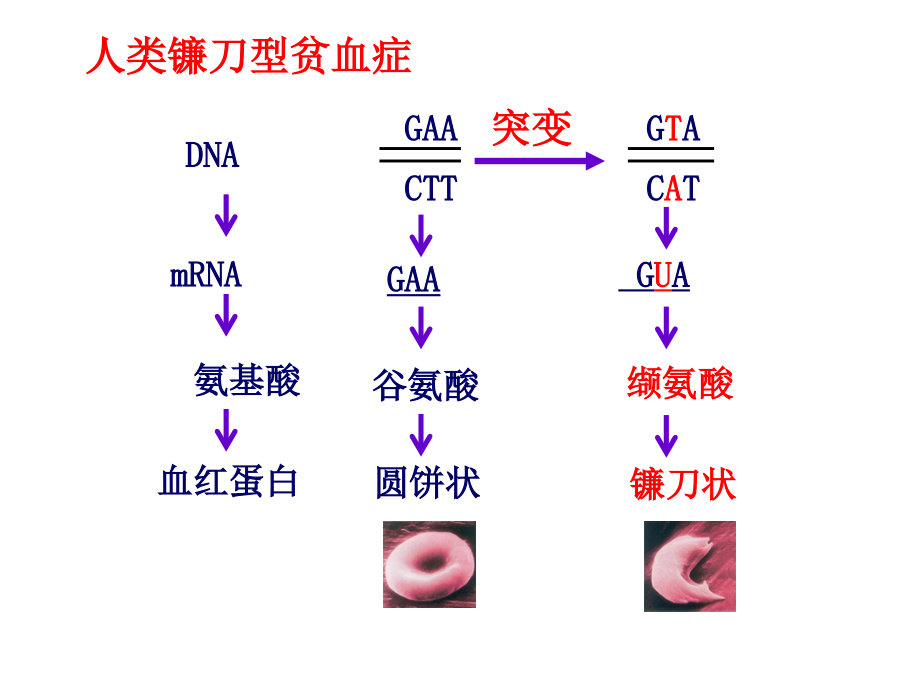 变异、育种、进化五六七PPT课件_第4页