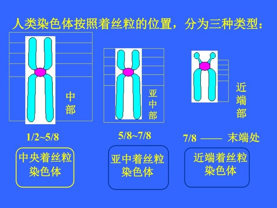 2染色体异常与疾病_第5页