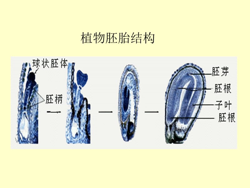 植物胚胎培养PPT课件123_第2页