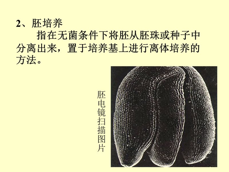 植物胚胎培养PPT课件123_第4页