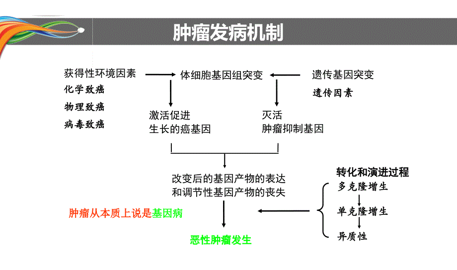 肿瘤及化疗基础知识医学课件_第2页