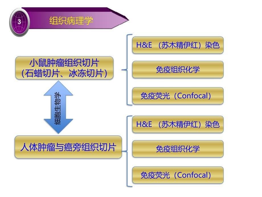 肿瘤研究中常用的方法与问题医学课件_第5页