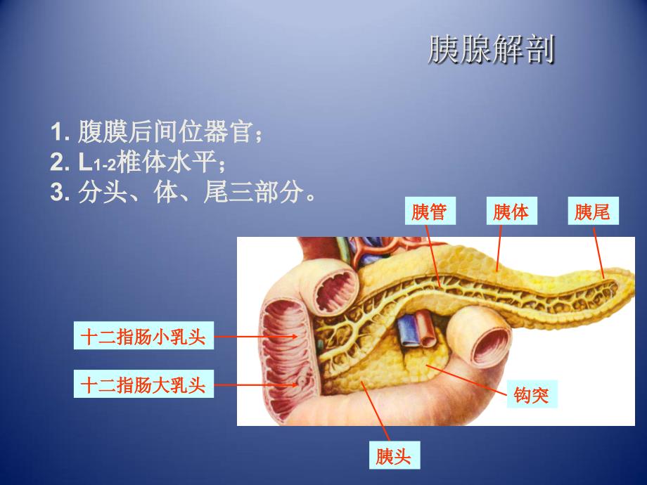 胰腺肿瘤影像学诊断医学课件_第2页