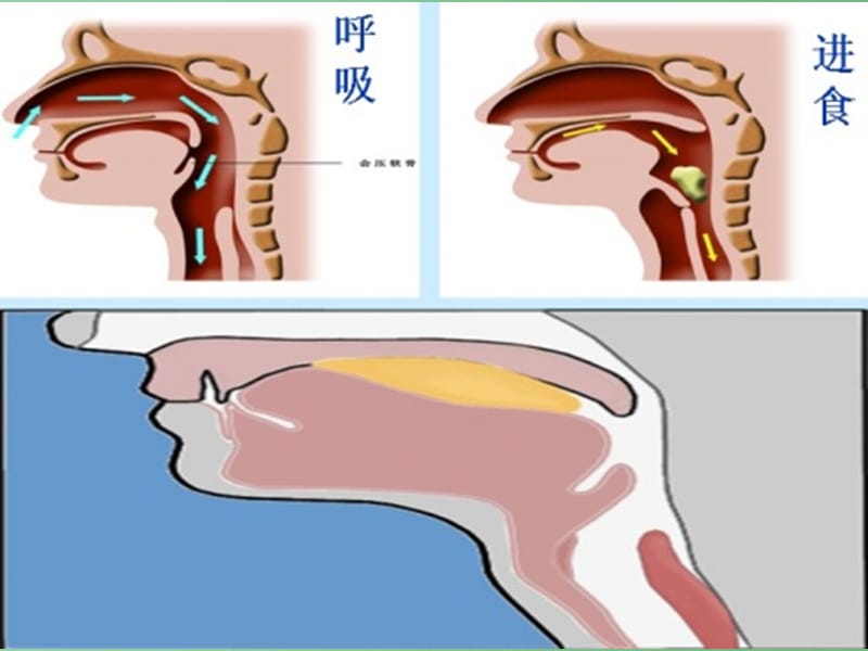 七年级生物上册 3.7.2《人体的呼吸》课件 （新版）苏科版_第5页