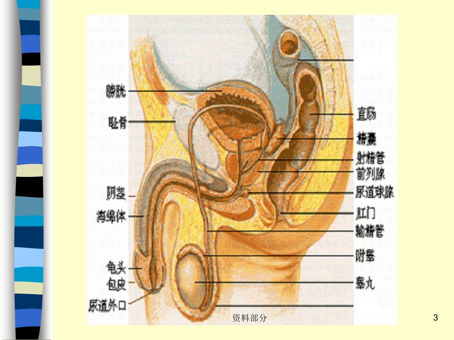 男性生殖系统解剖【参考研究】_第3页