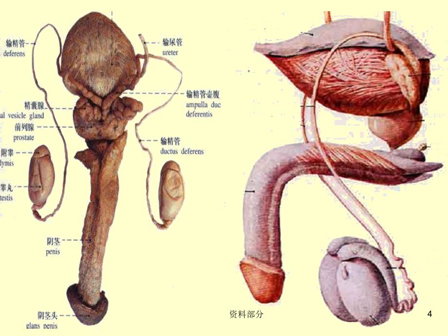 男性生殖系统解剖【参考研究】_第4页