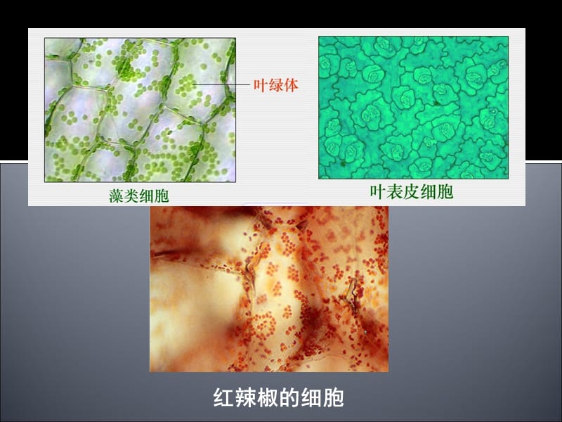 初中生物优质实用课件精选——各种植物细胞_第2页