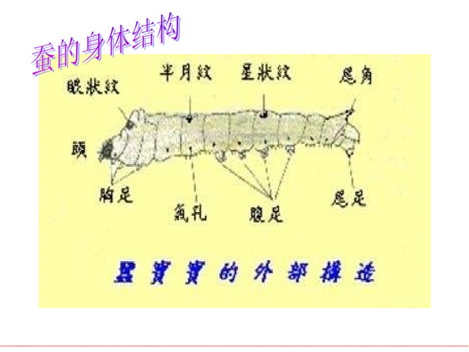 【精品】(苏教版)四年级科学下册课件_养蚕经验交流会_第3页