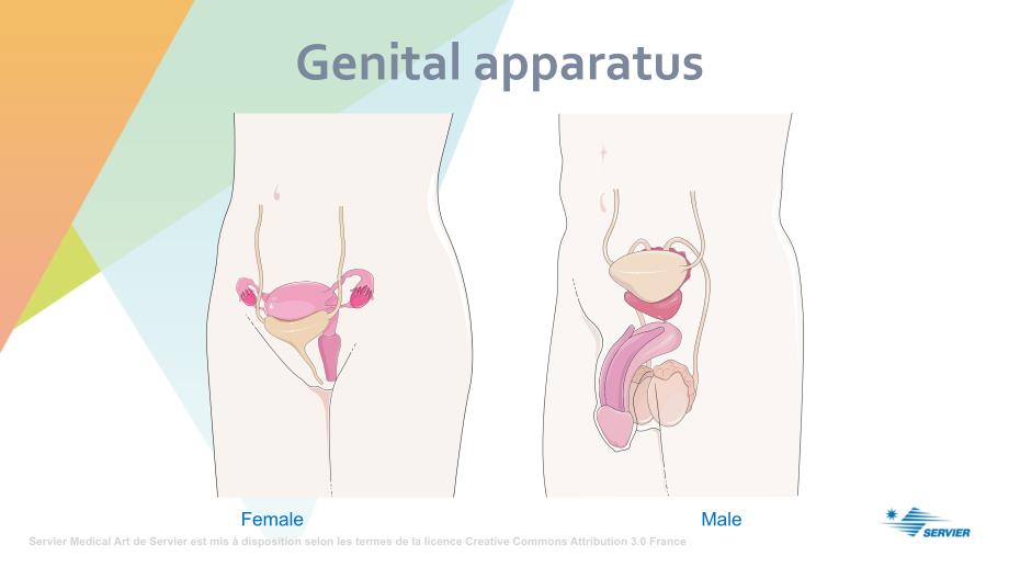 临床与科研绘图 生理学Reproduction_第3页