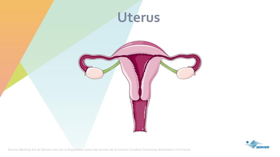 临床与科研绘图 生理学Reproduction_第4页