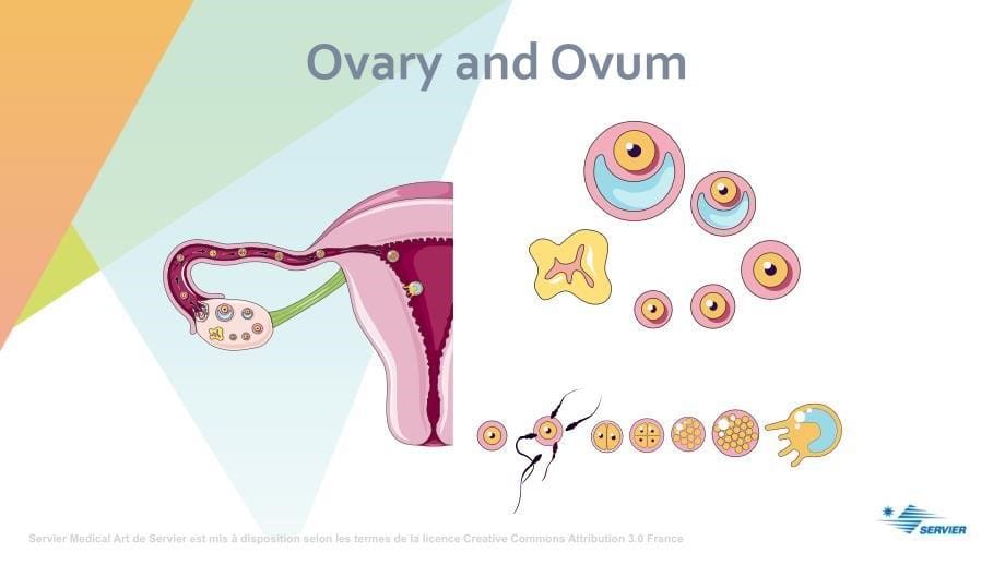 临床与科研绘图 生理学Reproduction_第5页