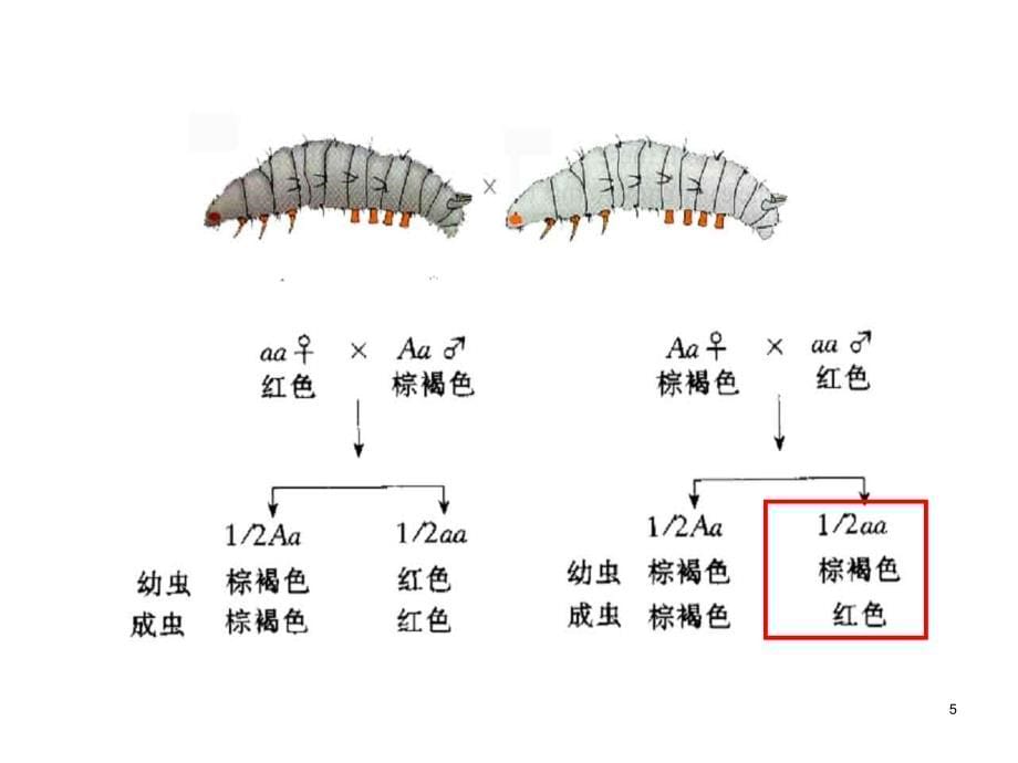 细胞质和遗传PPT课件_第5页