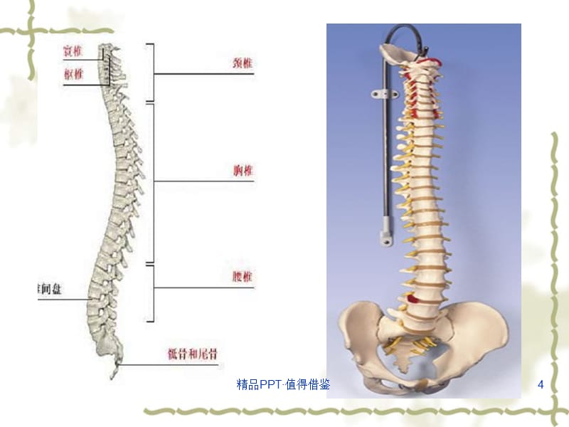 脊柱骨折的护理[参考]_第4页