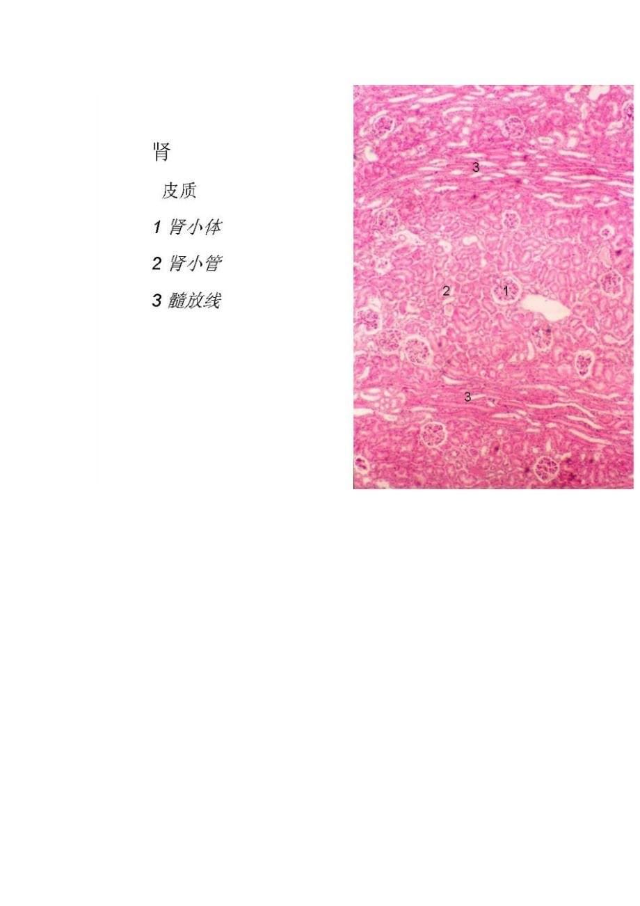 最新组织学与胚胎学图谱标注.doc_第5页