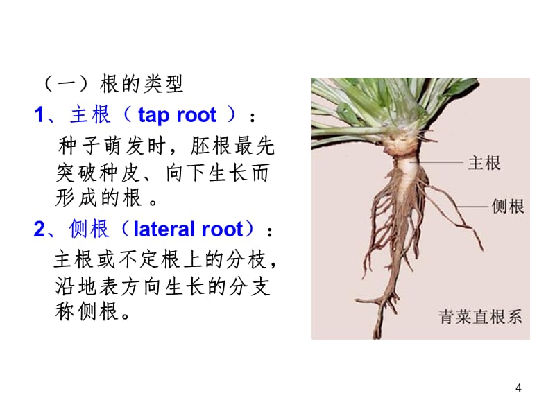 园艺植物生物学PPT课件_第4页