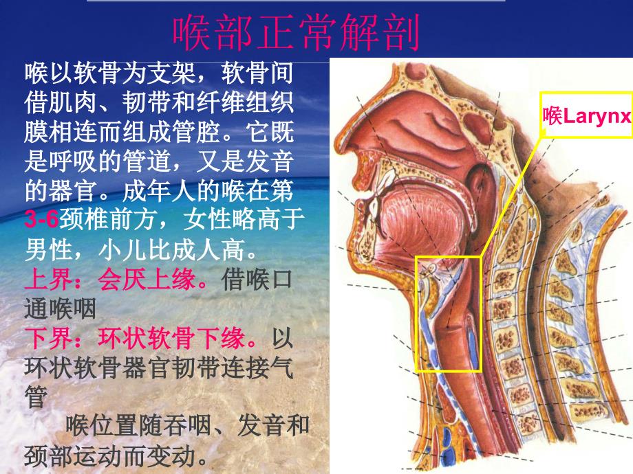 喉咽部影像学解剖PPT课件_第2页