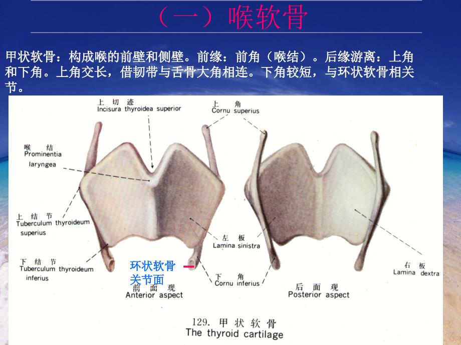 喉咽部影像学解剖PPT课件_第4页