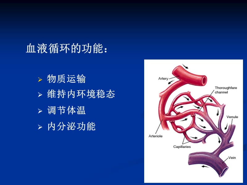 动物生理学血液循环PPT课件_第3页