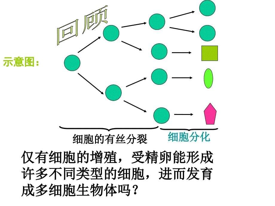 高一生物细胞的分化和全能性PPT课件_第5页