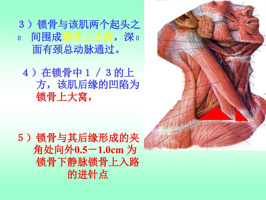 肌性标志和体表投影_第2页