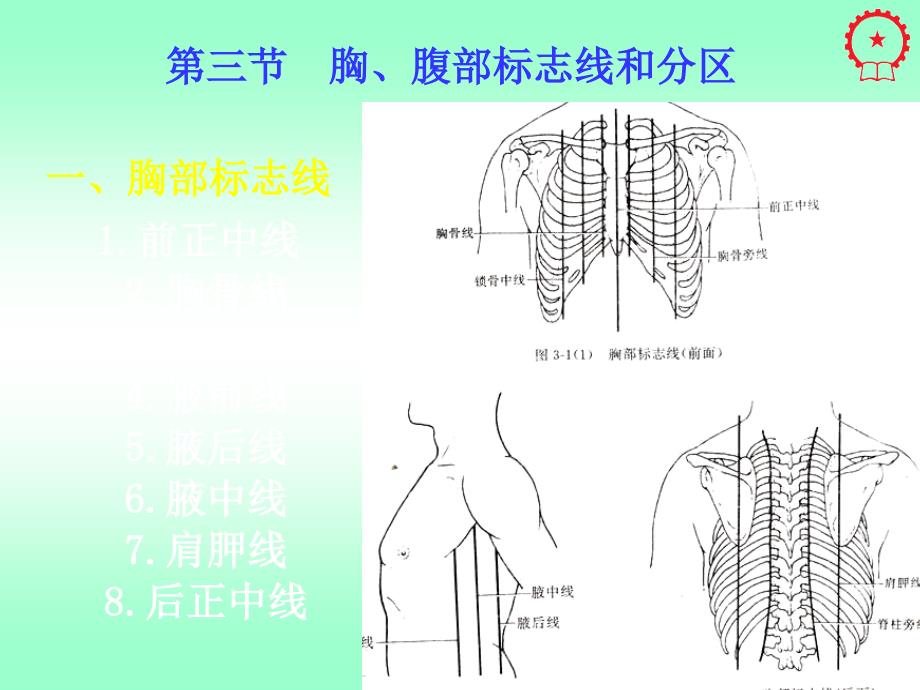 肌性标志和体表投影_第4页