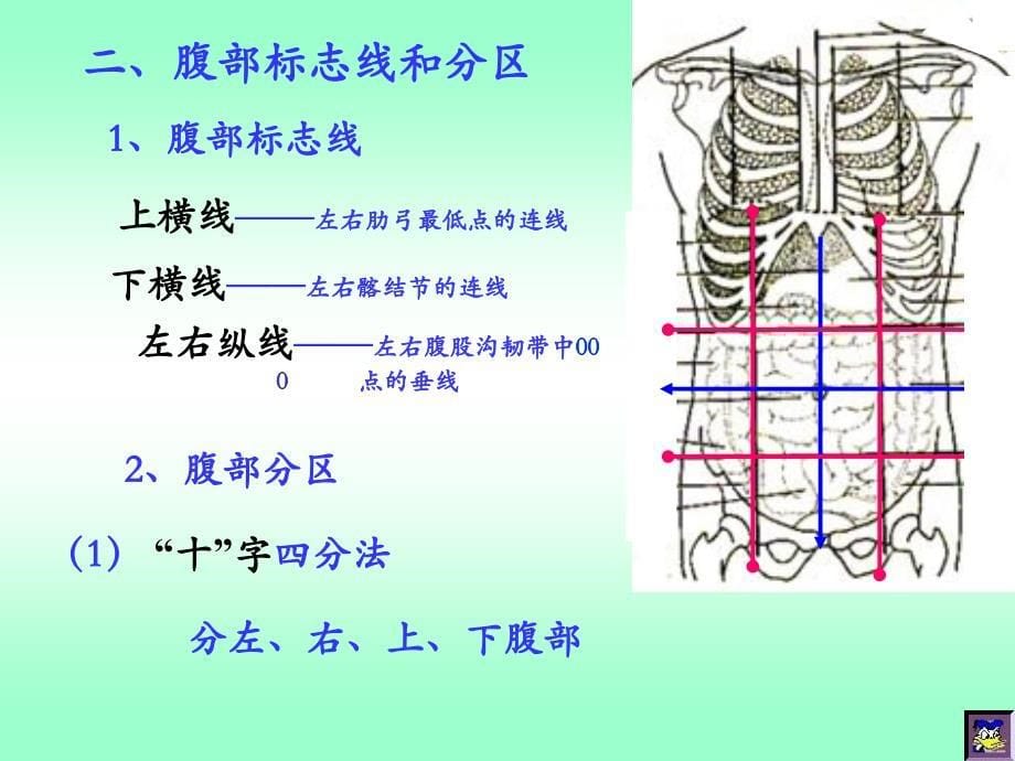 肌性标志和体表投影_第5页