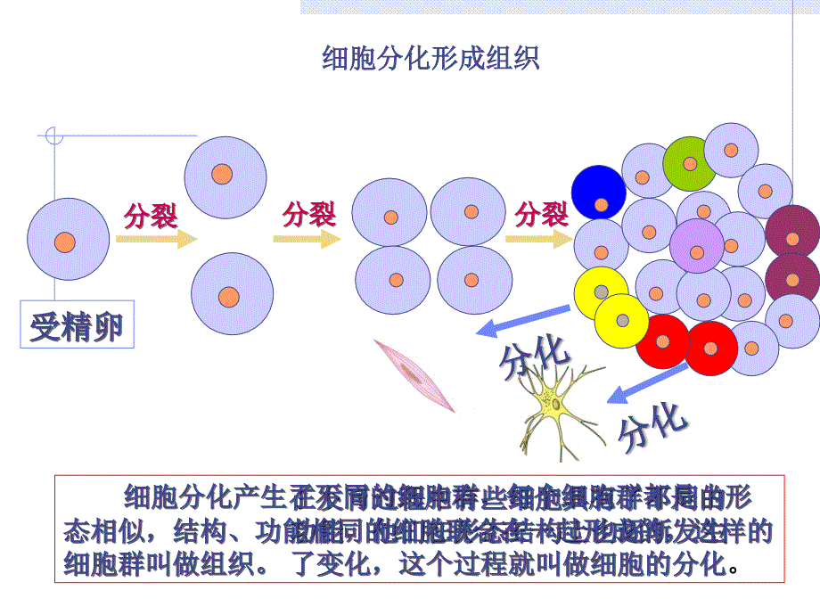 222动物体的结构层次课件_第4页