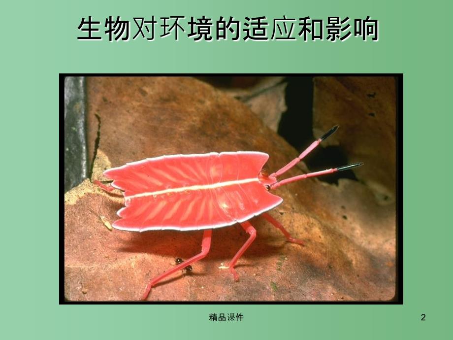 七年级生物上册 第二单元 第二章 第4节 生物对环境的适应课件2 （新版）苏科版_第2页