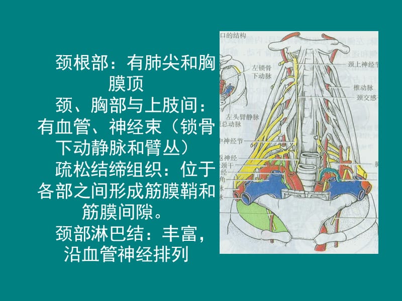 颈部局部解剖PPT课件012_第3页