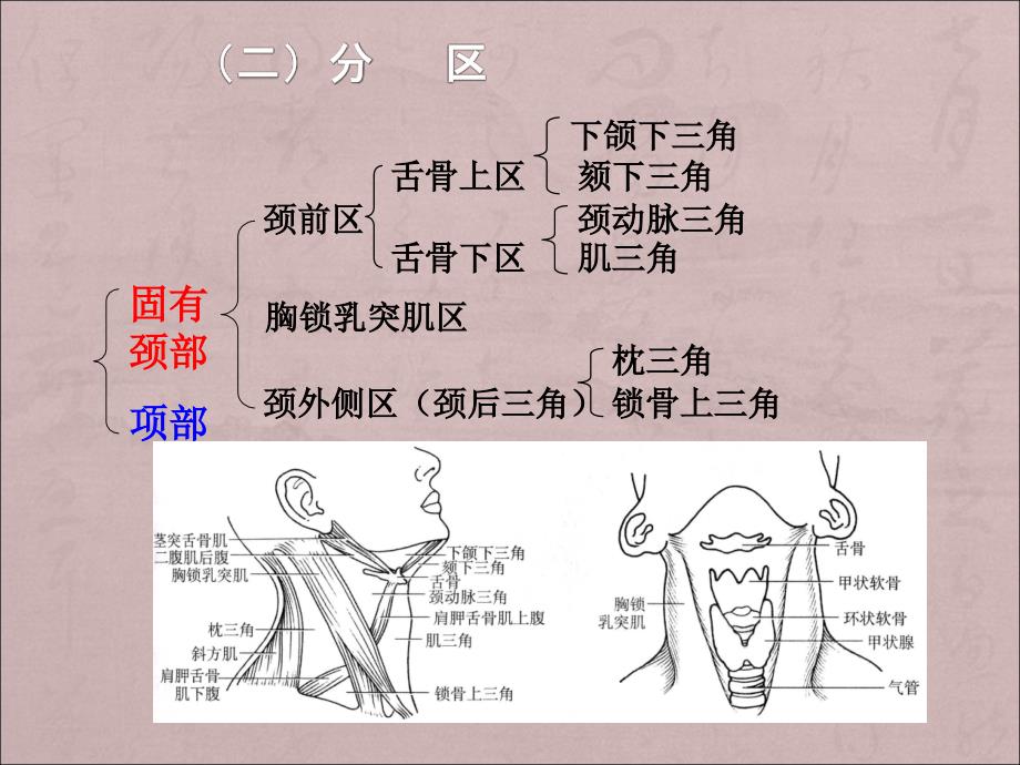 颈部肌肉 神经 血管详解PPT课件012_第4页