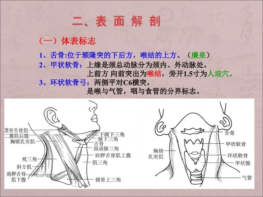 颈部肌肉 神经 血管详解PPT课件012_第5页