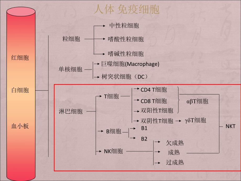 淋巴细胞亚群与肿瘤预后关系PPT课件012_第2页