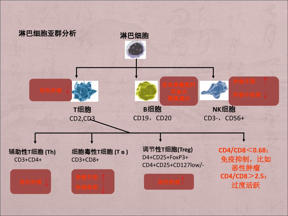 淋巴细胞亚群与肿瘤预后关系PPT课件012_第3页