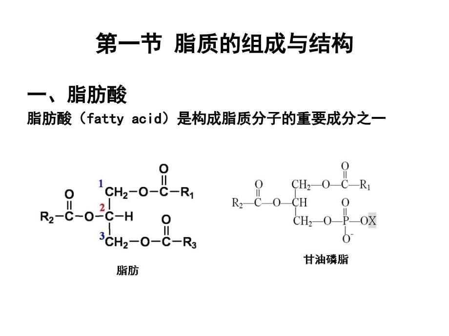 人卫版-生物化学-脂质代谢ppt课件_第5页