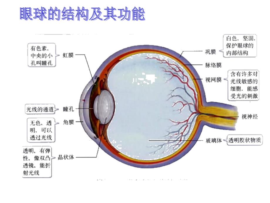 人体感知信息ppt课件_第4页