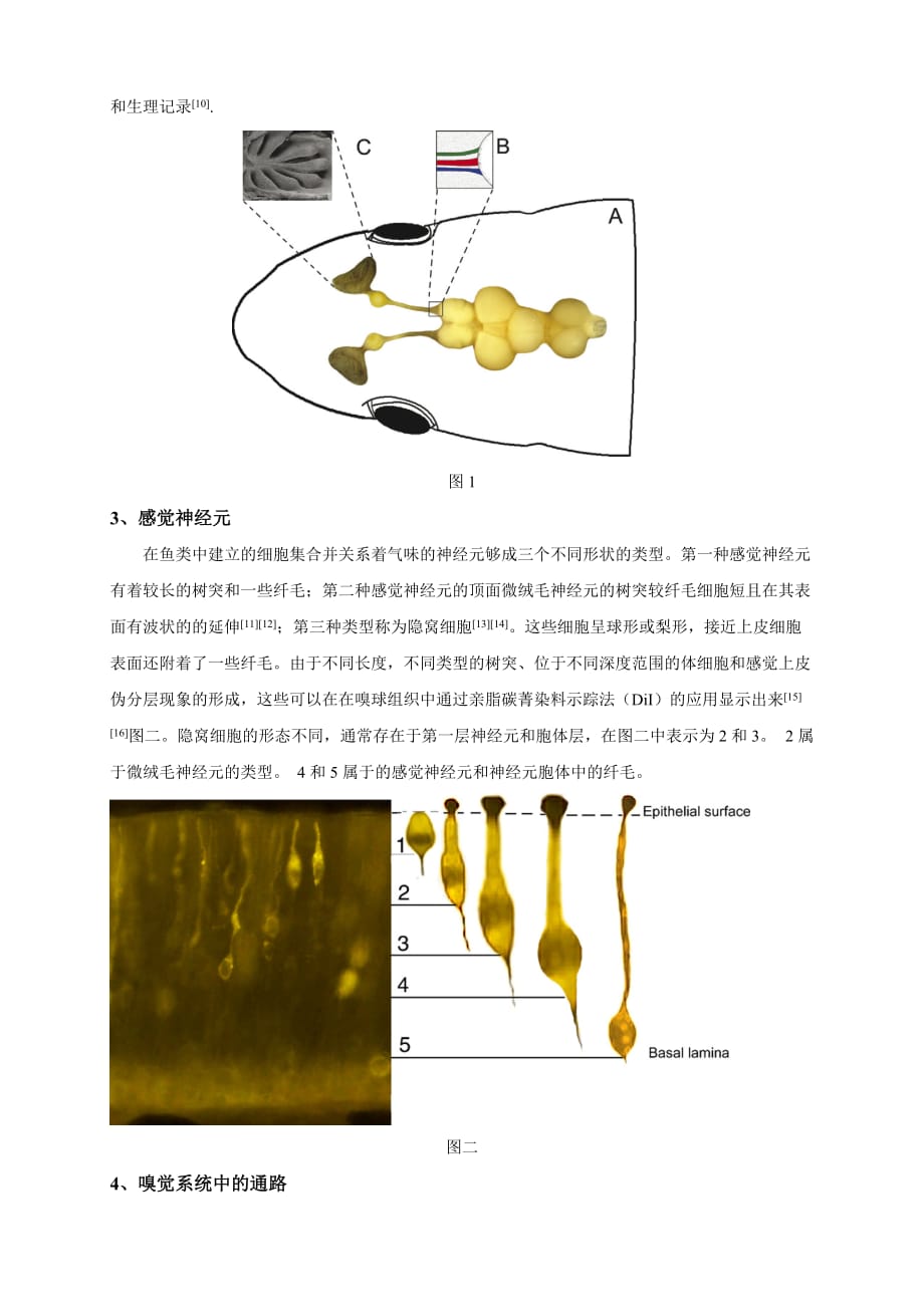 鱼类嗅觉受体和G蛋白的研究【文献综述】_第2页