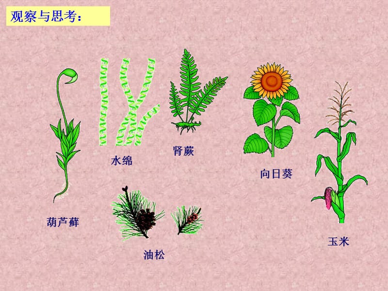 八年级生物_第六单元_第一节_尝试对生物进行分类_第5页