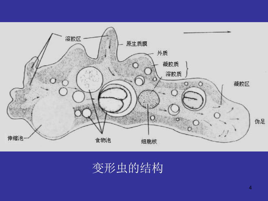 动物学之原生动物门-PPT课件_第4页