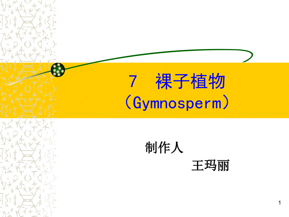 裸子植物Gymnosperm-PPT课件_第1页