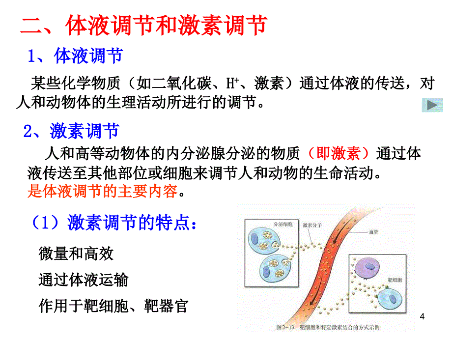 高等动物的内分泌系统与体液调节上课用-PPT课件_第4页