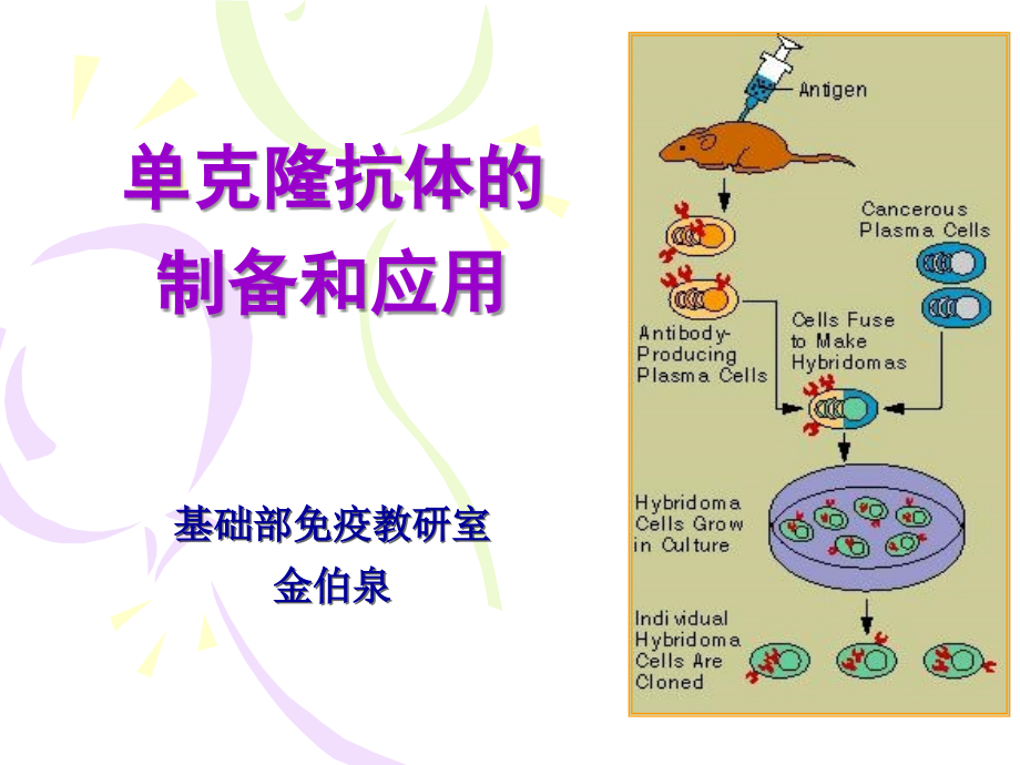 单克隆抗体的制备和应用ppt课件_第1页